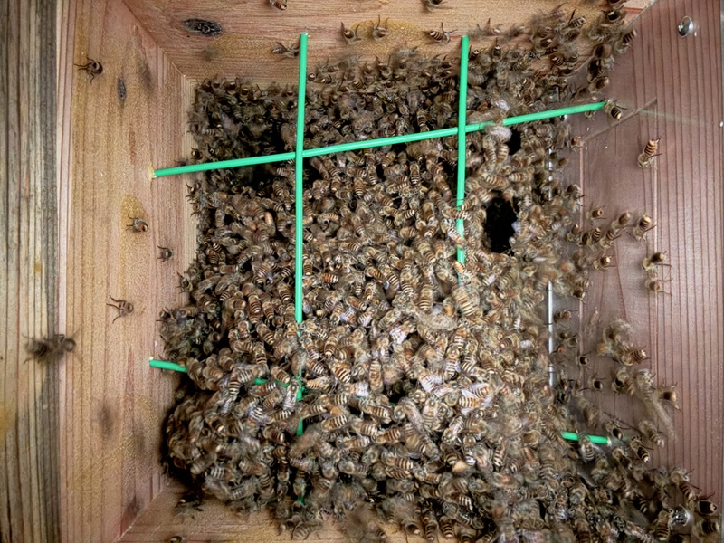 A棟1号巣箱