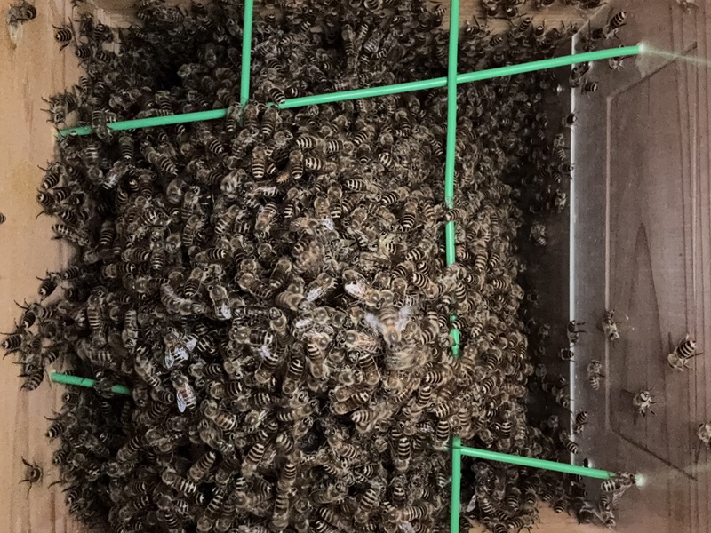 A棟1号巣箱