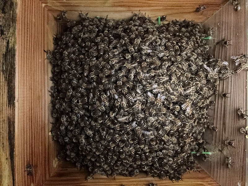 B棟1号巣箱内