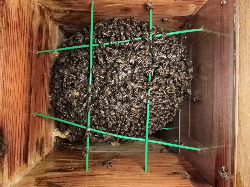 B棟2号巣箱内